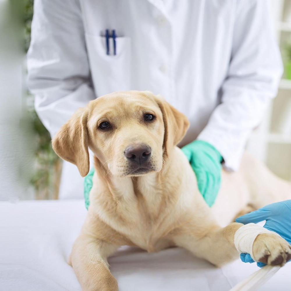 Why is Pet Medical Care So Expensive and How to Save on Pet Expenses