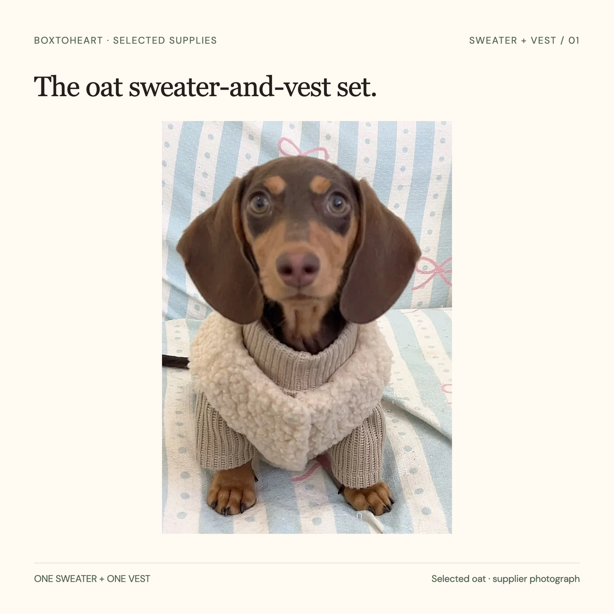 Actual supplier front photograph of one dog wearing the selected oat knitted front-sleeved sweater and separate cream textured-pile sleeveless vest. One set included; dog excluded.