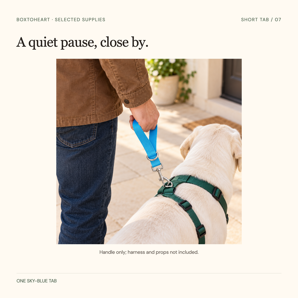 An adult in a brown jacket holding one sky-blue short tab beside a calm white dog on a porch; silver clip attached to a green harness D-ring, separate tab D-ring unused. Harness excluded.