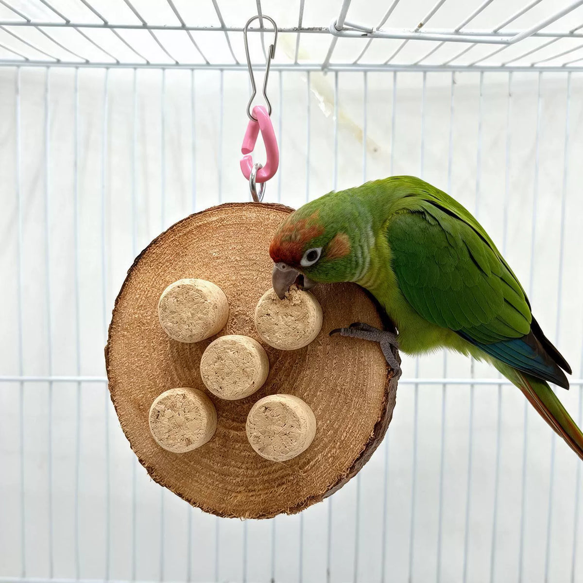 Image of a green parrot beside the hanging toy.